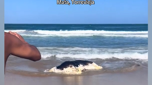 No es un tiburón ni tampoco una ballena: la aparición de un animal en el Mediterráneo que nadie entiende